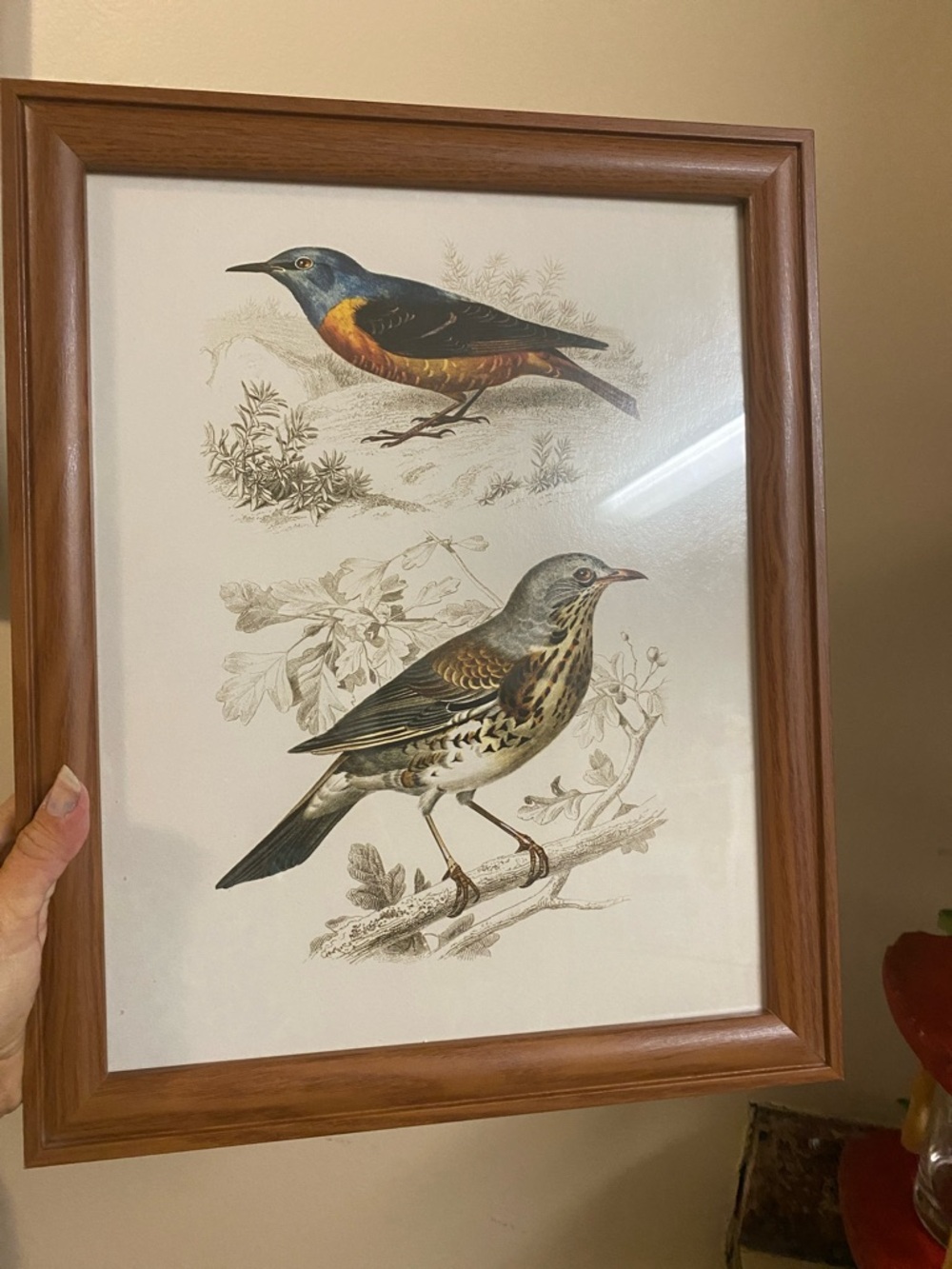 Vintage Framed Bird Print in Wood Frame